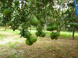thuviennhadat.vn